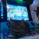 Illustration for article titled Cats Are Very Serious about Video Games